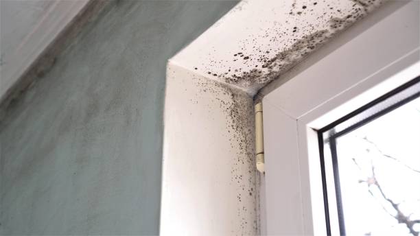 Best Mold Remediation Experts  in Princeton, MO