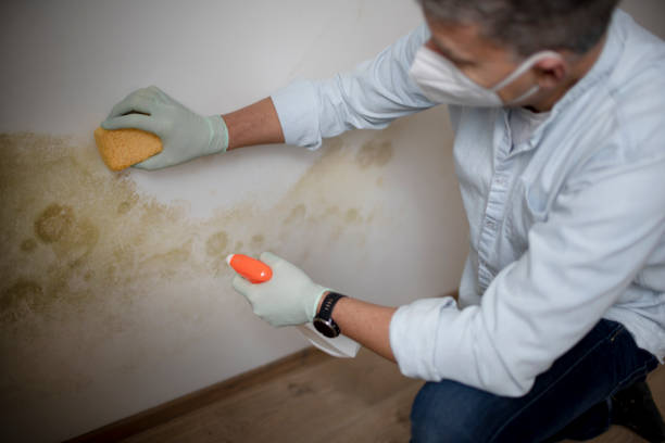 Best Mold Remediation  in Princeton, MO